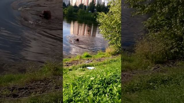 Пьяная купается осенью в южном Бутово в пруду. смотреть онлайн