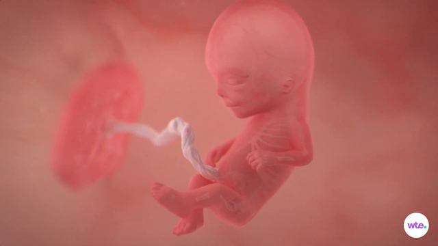12 Weeks Pregnant - What to Expect смотреть онлайн