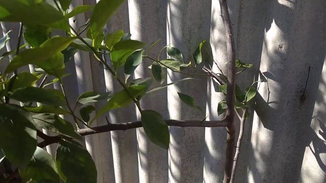 Выращивание лимонов в Краснодарском крае. смотреть онлайн
