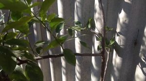 Выращивание лимонов в Краснодарском крае.