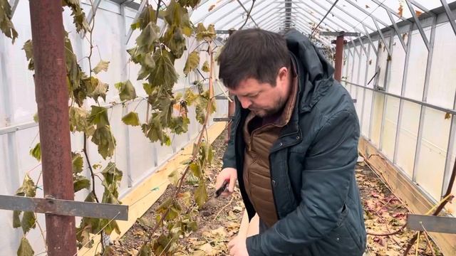 21 ноября. Обрезаю двулетний куст винограда Орды на плодовые лозы и сучки замещения. смотреть онлайн