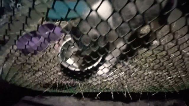 Правильное питание собаки ХАСКИ...Отварная говядина...Вкусно полезно смотреть онлайн