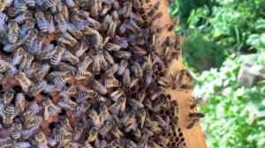 Подсадка плодных маток через евро клеточки в отводки