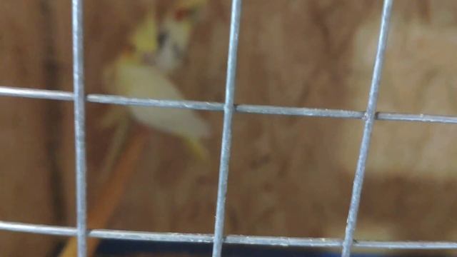 Обзор птенцов попугая корелла/ Разведение корелл