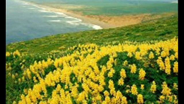 Я дышал ароматом цветов полевых.mp4 смотреть онлайн