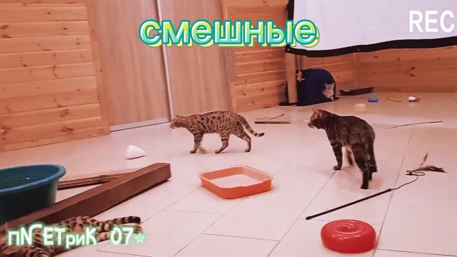 🐯🙂Котиксы🐈🙃 Бенгальские кошки и коты!