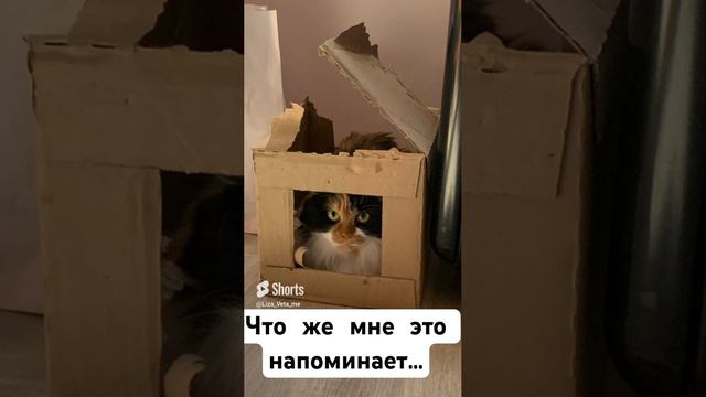 Джейн и коробочки :)