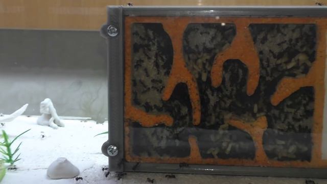 Camponotus nicobarensis. Нужна ли много маточная семья # Хороший выбор для домашнего содержания смотреть онлайн