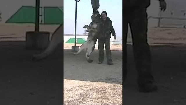 МЕРТВАЯ ХВАТКА. Немецкая Овчарка Скиф. The Strongest Dog Bite In The World. #germanshepherd #dog