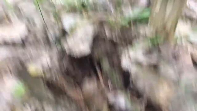 Собираем грибы ? в июне смотреть онлайн