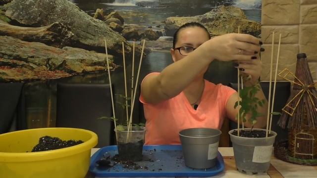 КОБЕЯ ЛАЗАЮЩАЯ! Пересадка в больший объём! смотреть онлайн