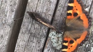 Бабочки - крапивницы, или Третий лишний