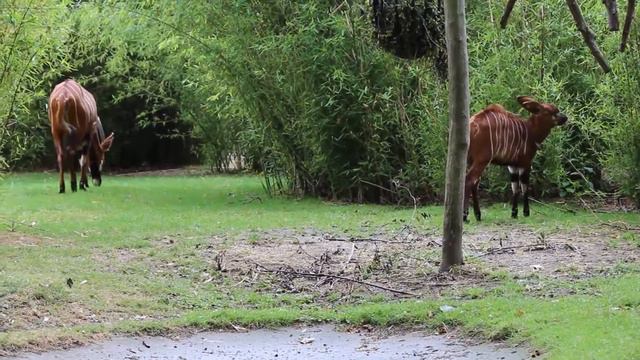 Bongokalfje (Qamisi) / Bongo Calf ZOO Antwerpen (07/05/2015) смотреть онлайн