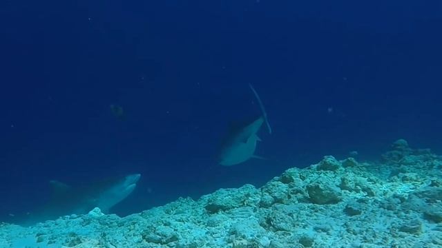 Тигровые акулы о. Фувамула смотреть онлайн