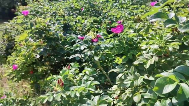 ТО, ЧЕГО ВЫ НЕ ЗНАЛИ О ЛЕЧЕБНОМ ГОЛОДАНИИ, часть 1 смотреть онлайн