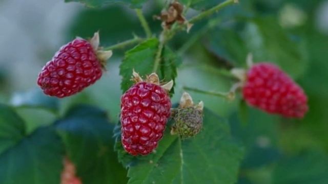 Как получать 15 кг малины размером с чашку с каждого куста #сад #огород смотреть онлайн