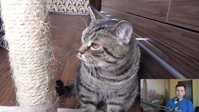 Когтеточка для кошек. Как приучить котенка к когтеточке. Почему кошка царапает? смотреть онлайн