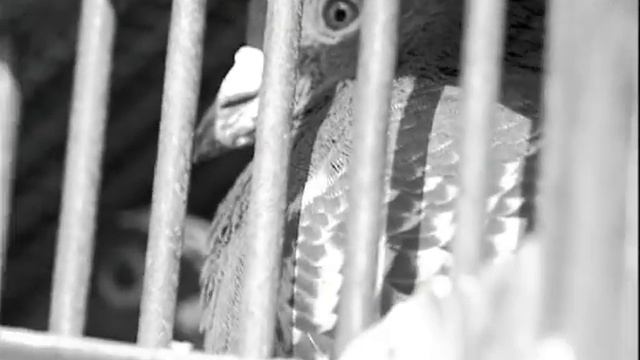 Roots & Wings, pigeon racing in Ballyfermot смотреть онлайн