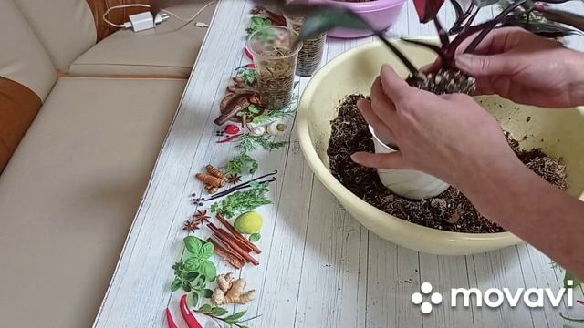 Комнатные цветы. Филодендрон Розовая Принцесса. Pink Princess. Пересаживаю, черенкую. смотреть онлайн