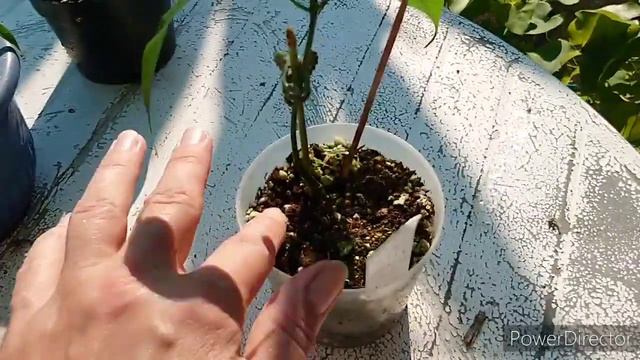 Манго из косточки смотреть онлайн