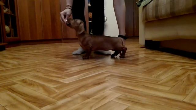 Лина, 2 мес. смотреть онлайн
