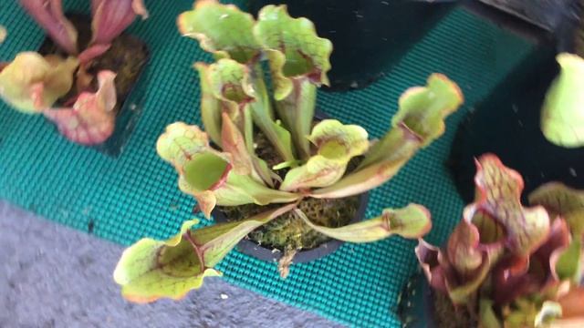 Sarracenia Purpurea || Pitcher Plant Collection || 2018 смотреть онлайн