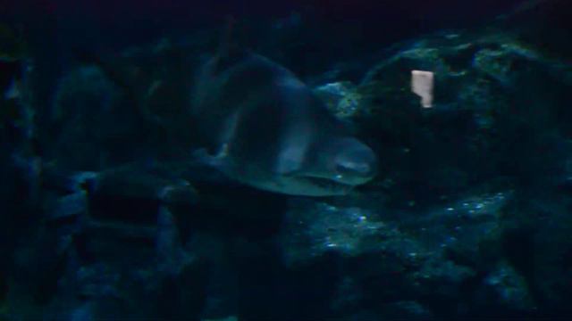 акула зевнула смотреть онлайн