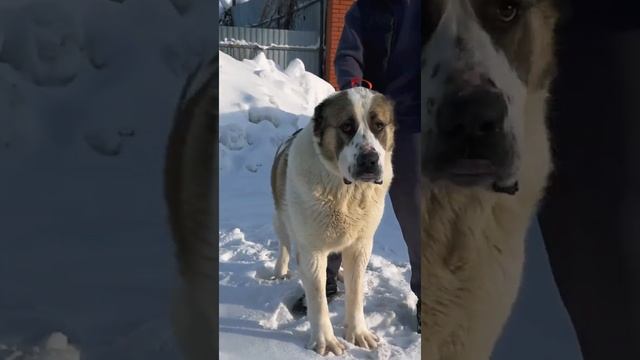Гигантский алабай Тагир,тяжеловес,лучшие крови России !Самая большая порода собак! смотреть онлайн