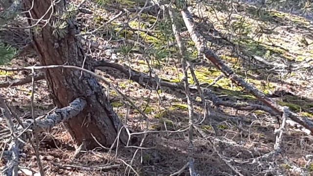 Крайний выезд на Куршскую косу...Вид с дюны на море. смотреть онлайн