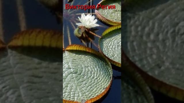 Самый большой лотос в мире !