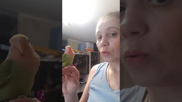Неразлучник ручной с желтой шапочкой. смотреть онлайн