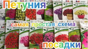 Петунья посев , как правильно посеять петунии .ПОСЕВ ПЕТУНИЙ