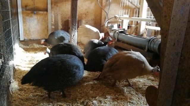 Цесарки шумят или нет.. смотреть онлайн