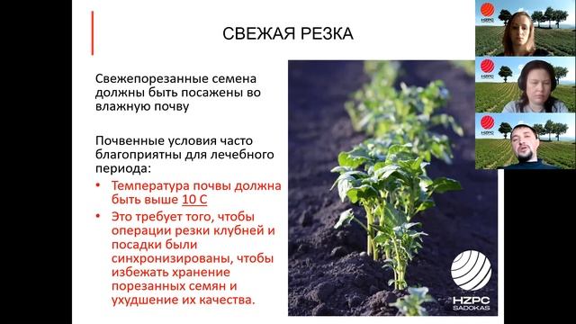 Риски при резке клубней семенного картофеля смотреть онлайн