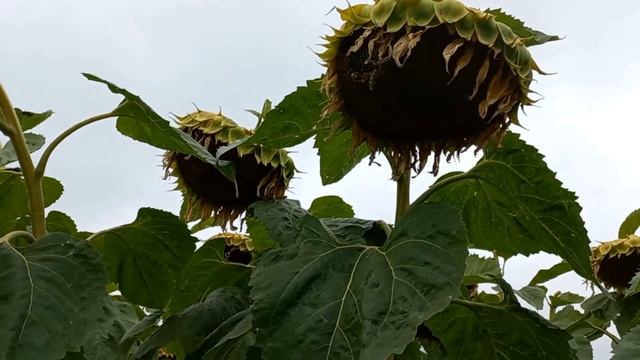 Из осени в лето. Дорожная романтика.Включите пжл субтитры