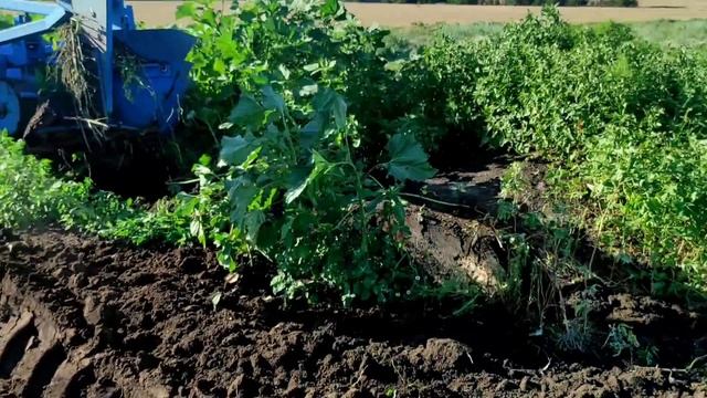 Сразу в бой.Испытания т 150 плугом. широкозахватные плуг. смотреть онлайн