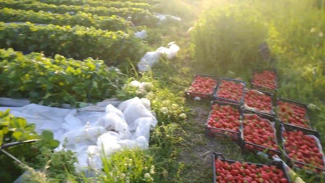 300 грамм с куста. Один сбор, один ряд. смотреть онлайн