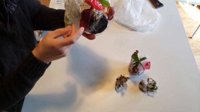 ? ? Buying Nepenthes From Other Growers / Is The Quality Of Plants The Same As Shops? смотреть онлайн