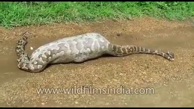 20 foot long python swallows nilgai antelope in Gujarat смотреть онлайн