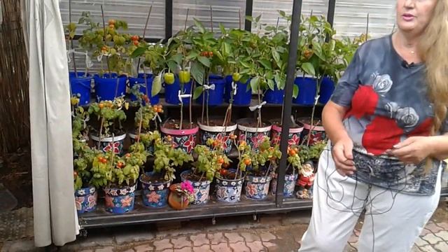 Парник мини ,томаты огурцы во дворе. смотреть онлайн