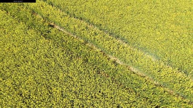 Залипательное видео-Рапсовое Поле смотреть онлайн