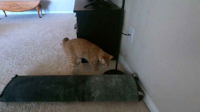10 BEST Accessories for my Ginger cat / With links AMAZON. смотреть онлайн