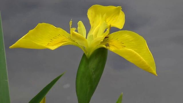 Москва-река рядом с домом/ Moscow river biotops June 2018 смотреть онлайн