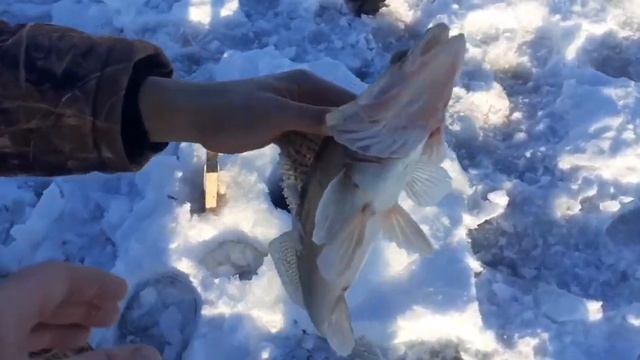 Река Кама,первая зимняя рыбалка на хищника в 2022г .Дмитрий с Краснодара утер мне нос!??? смотреть онлайн