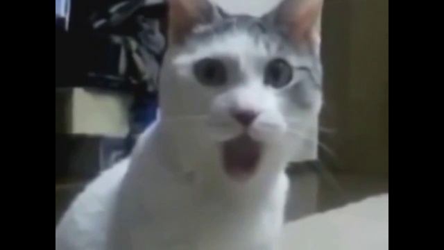 Подборка смешных котиков #5 смотреть онлайн