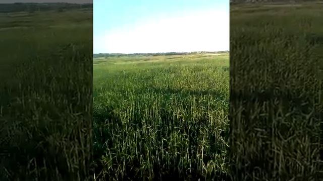Обзор ячменя и люцерны смотреть онлайн