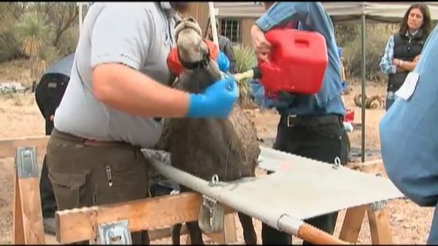 Bighorn Sheep Capture смотреть онлайн