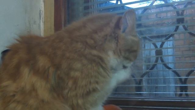 Кошачий туалет смотреть онлайн