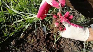 Два узла кущения . Состояние посевов озимых . Первые заморозки.