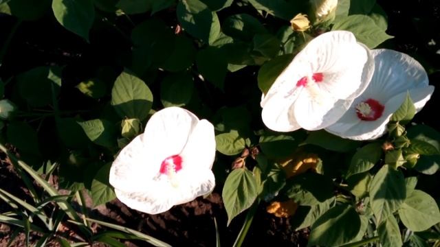 Садовый травянистый гибискус Луна смотреть онлайн